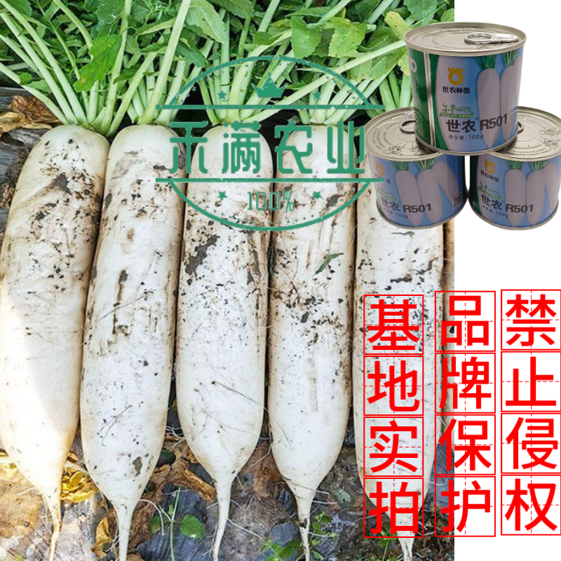 高端萝卜种子大全白萝卜种籽韩国白萝卜品种秋季耐热板叶高产