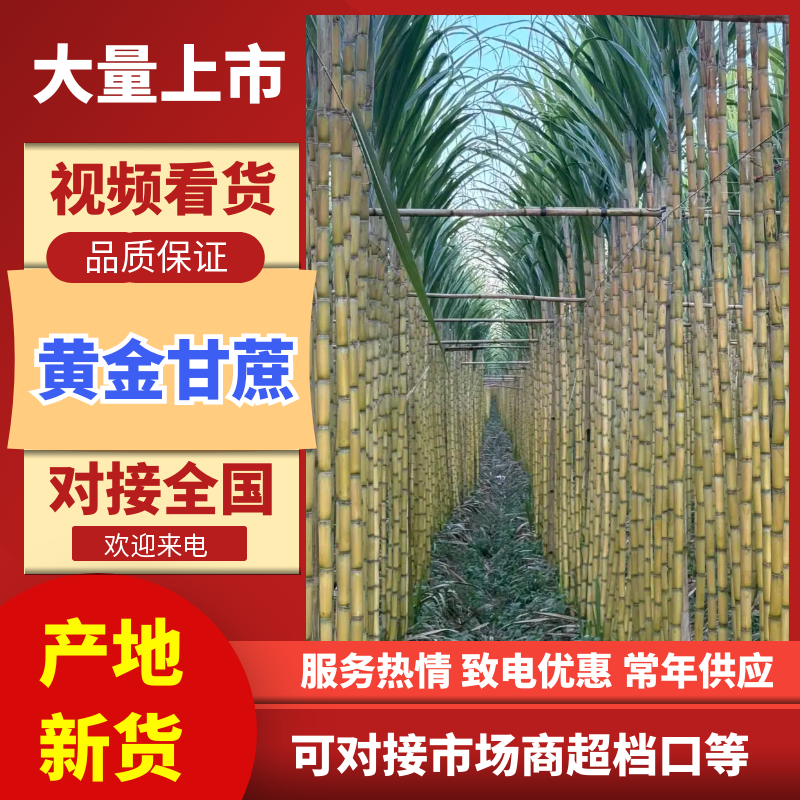 黄皮甘蔗四川攀枝花黄金甘蔗清甜多汁品质保障对接全国