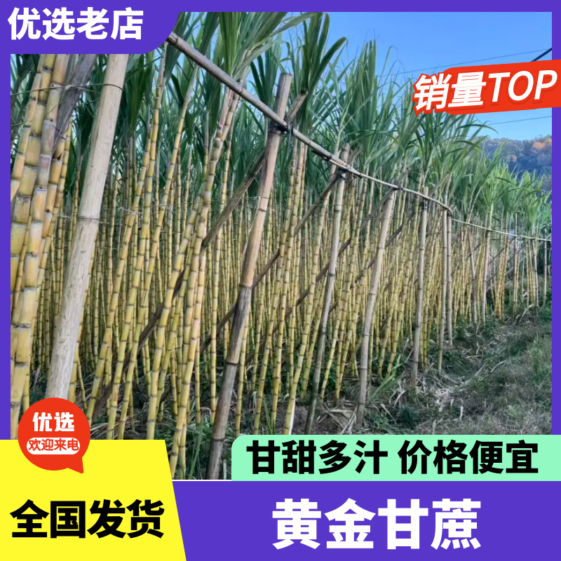 黄金甘蔗四川黄皮甘蔗货源充足品质保障甜美多汁