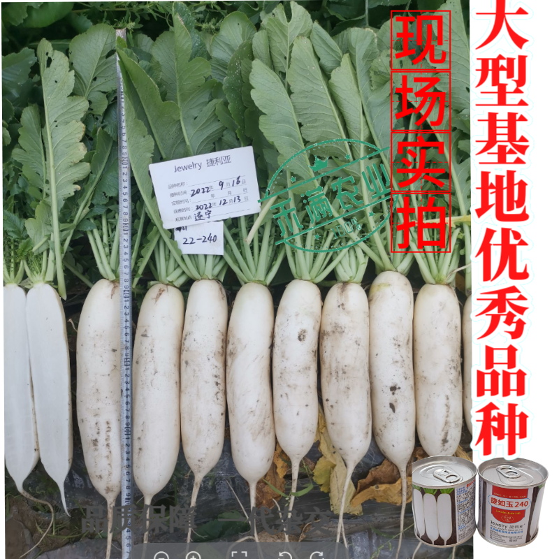 新品种白萝卜种子捷如玉240秋季种植条型好半板叶半花叶
