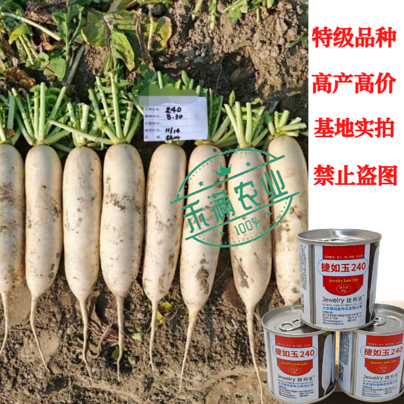 新品种白萝卜种子捷如玉240秋季种植条型好半板叶半花叶