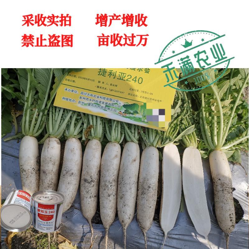 新品种白萝卜种子捷如玉240秋季种植条型好半板叶半花叶
