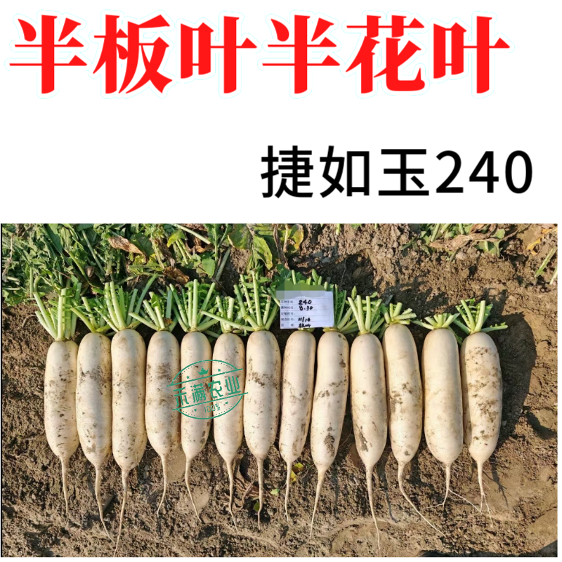 新品种白萝卜种子捷如玉240秋季种植条型好半板叶半花叶