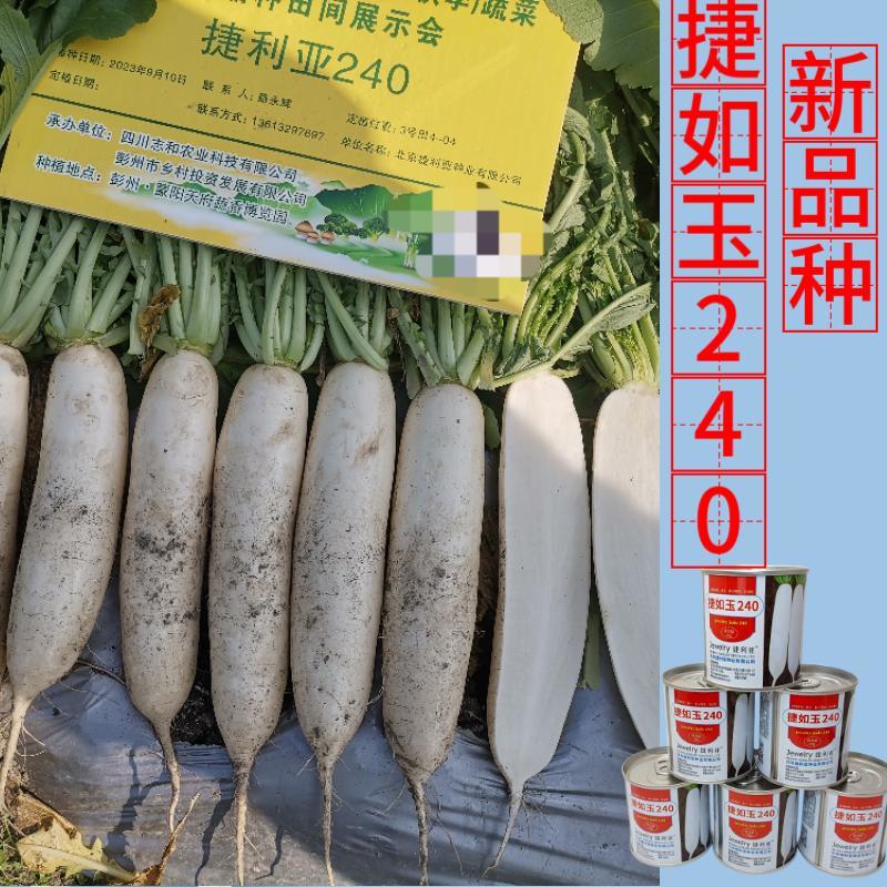 新品种白萝卜种子捷如玉240秋季种植条型好半板叶半花叶