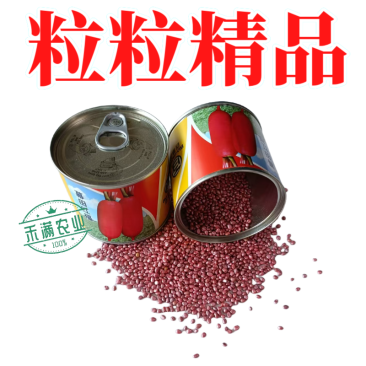 高端红皮白肉萝卜种子红萝卜种子水果萝卜种籽秋季高产大田优