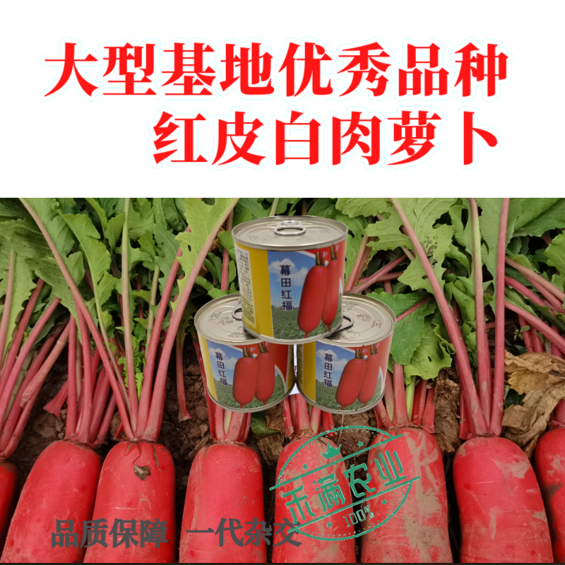 高端红皮白肉萝卜种子红萝卜种子水果萝卜种籽秋季高产大田优