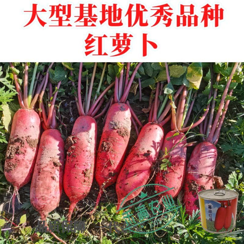 高端红皮白肉萝卜种子红萝卜种子水果萝卜种籽秋季高产大田优