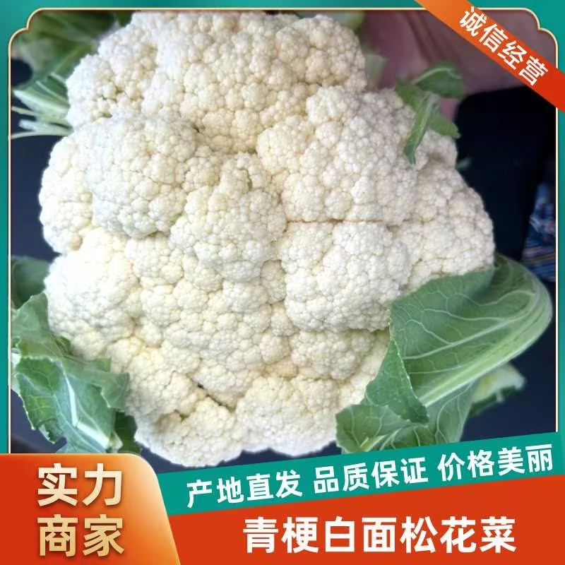 通许松花菜菜花精品货干净无杂无黑点乳白色卖相好装网袋