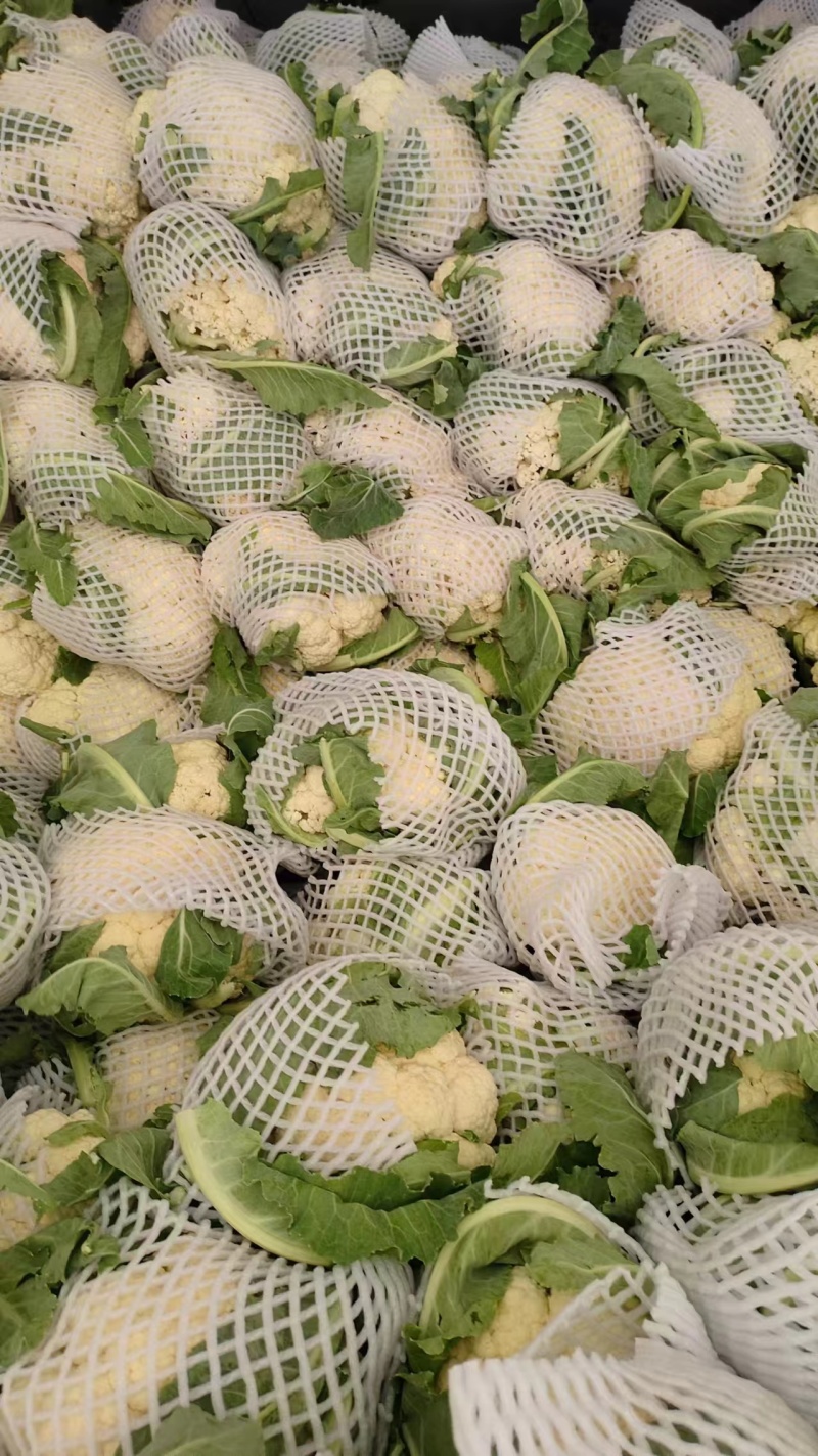通许松花菜菜花精品货干净无杂无黑点乳白色卖相好装网袋