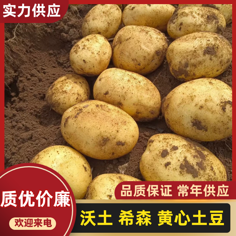 【精品沃土】5号土豆产地现货品种齐全价格低对接市场