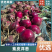 【实力代办】紫皮洋葱发货全国协助装车服务周到价格面议