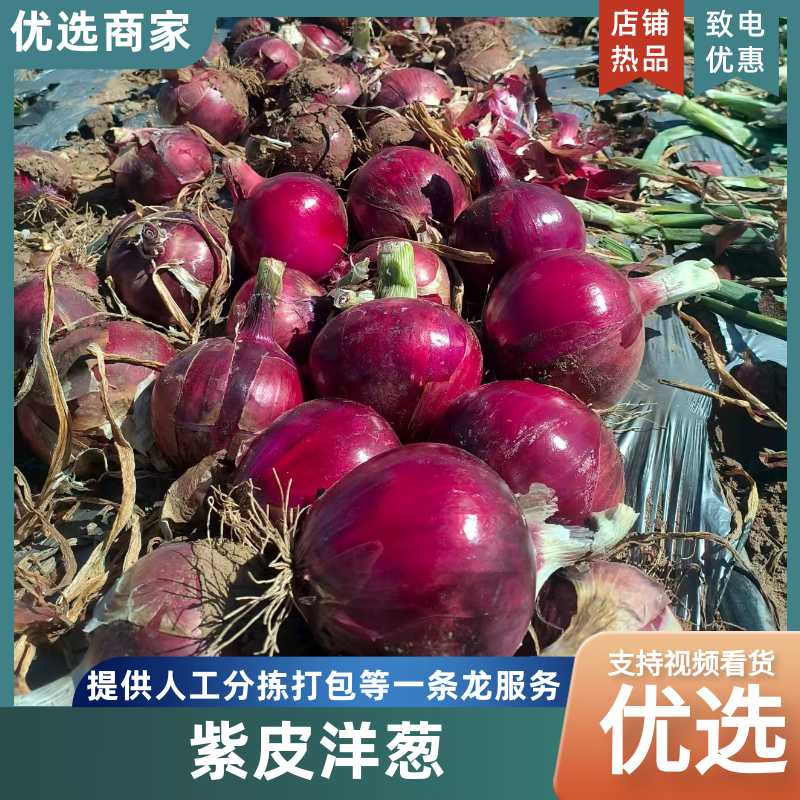 【实力代办】紫皮洋葱发货全国协助装车服务周到价格面议