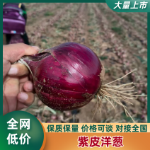 【精品货源】紫皮洋葱个头匀称质量保证价格合理欢迎下单