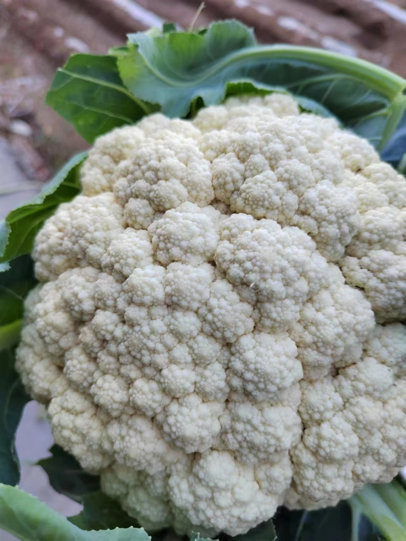 河南青梗白庙松花菜自家货源可以现场挑货按要求分拣打包装车
