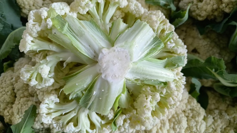 河南青梗白庙松花菜自家货源可以现场挑货按要求分拣打包装车