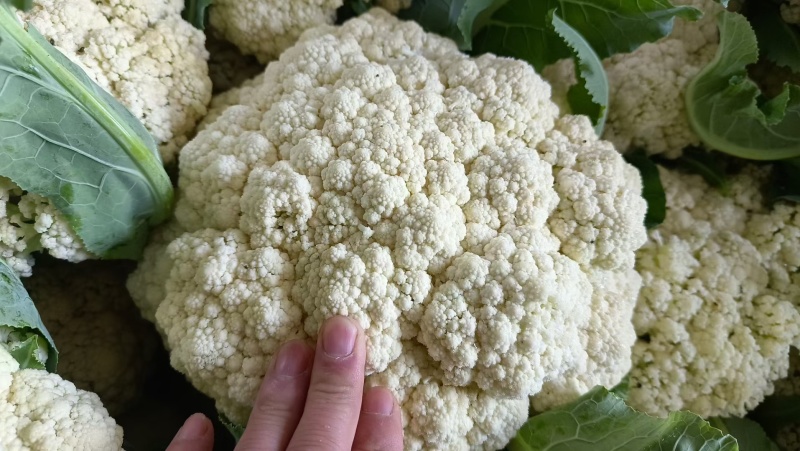 河南青梗白庙松花菜自家货源可以现场挑货按要求分拣打包装车