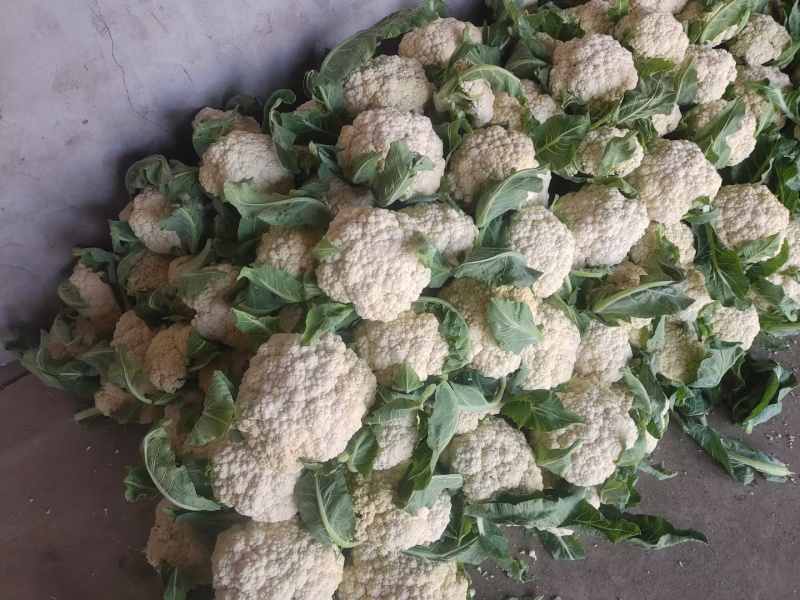 河南青梗白庙松花菜自家货源可以现场挑货按要求分拣打包装车
