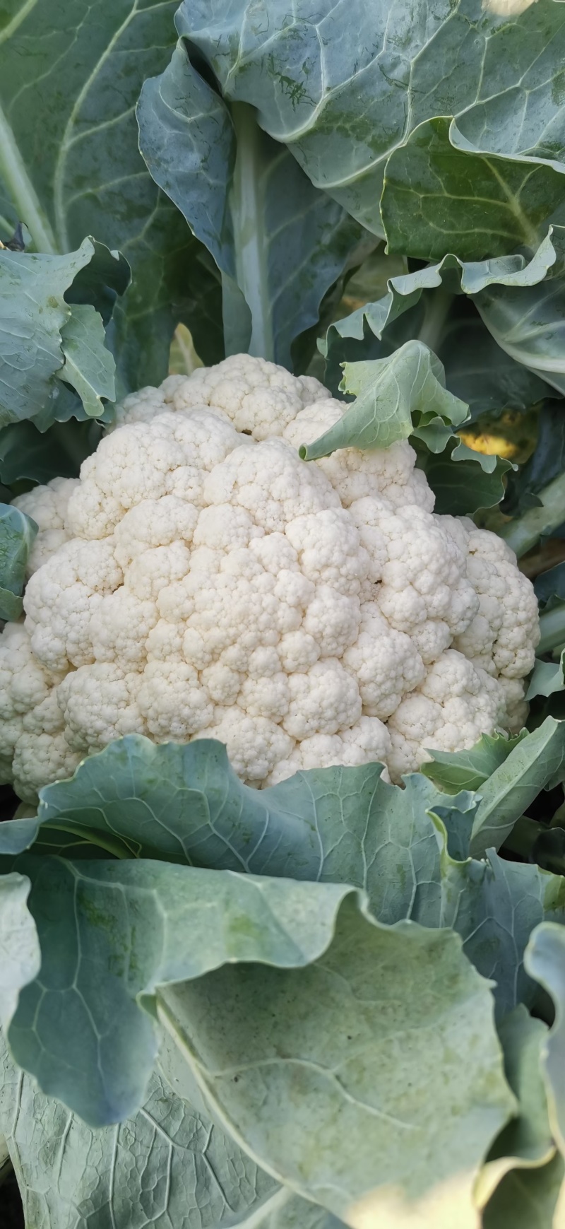 河南青梗白庙松花菜自家货源可以现场挑货按要求分拣打包装车