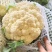 河南青梗白庙松花菜自家货源可以现场挑货按要求分拣打包装车