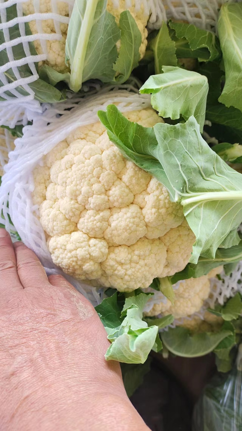 河南青梗白庙松花菜自家货源可以现场挑货按要求分拣打包装车