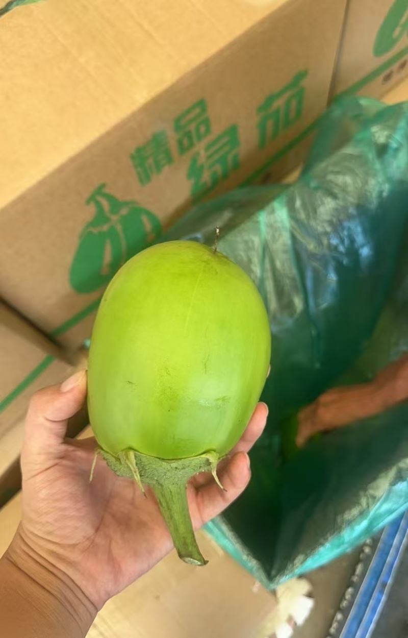 开封青茄果形端正货量大青皮青把现摘现发好硬度耐储存耐运输