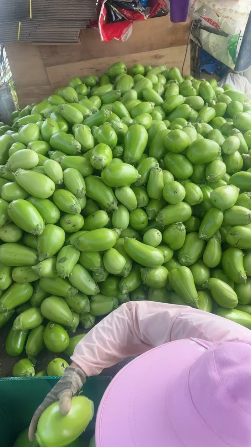 河南青茄现货供应有场地有工人有设备装货快接加工餐饮市场批发