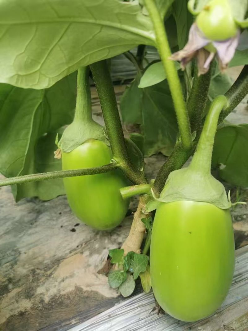 河南青茄现货供应有场地有工人有设备装货快接加工餐饮市场批发