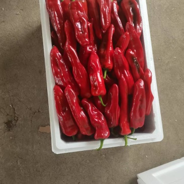 红泡辣椒红泡椒花红辣椒规格齐全品质保证