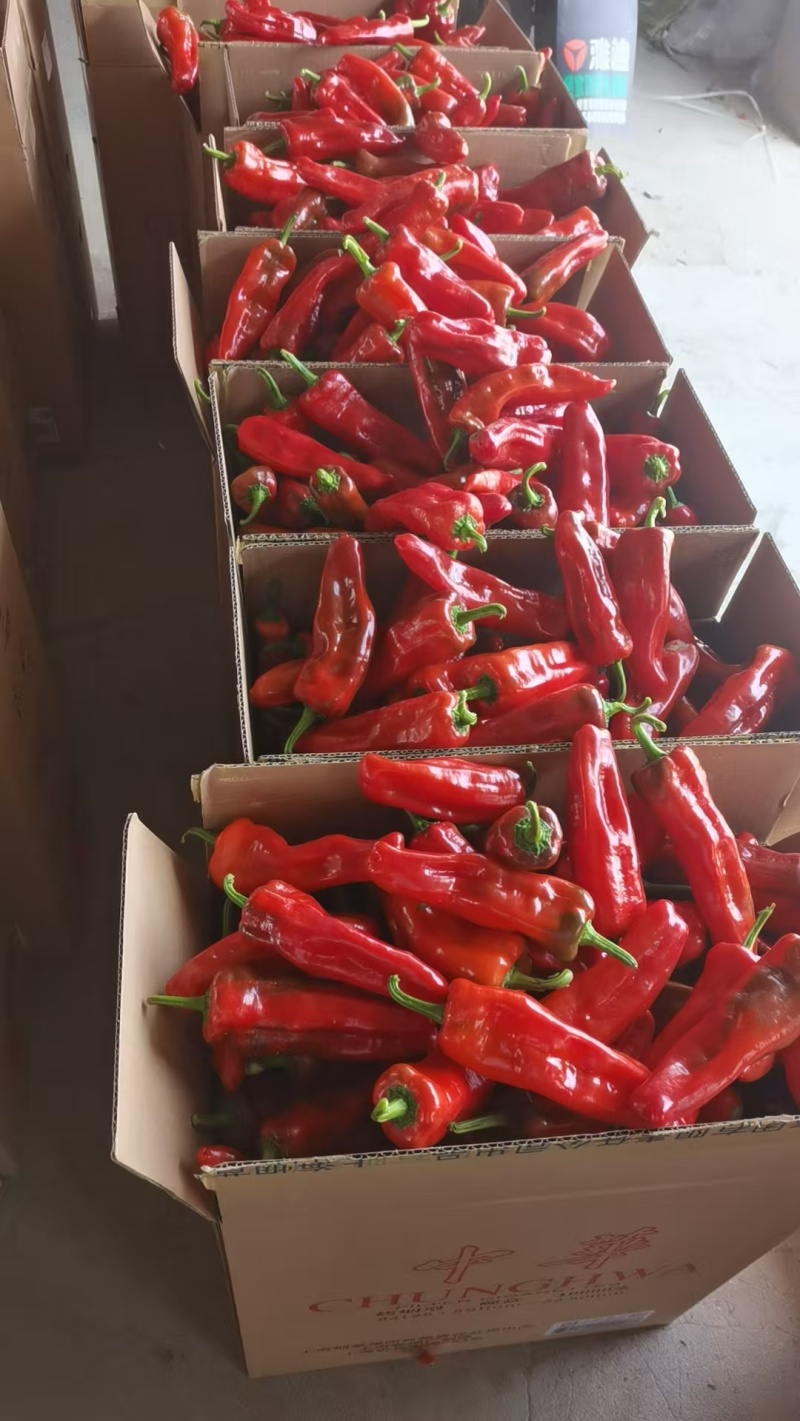 红泡辣椒红泡椒花红辣椒规格齐全品质保证