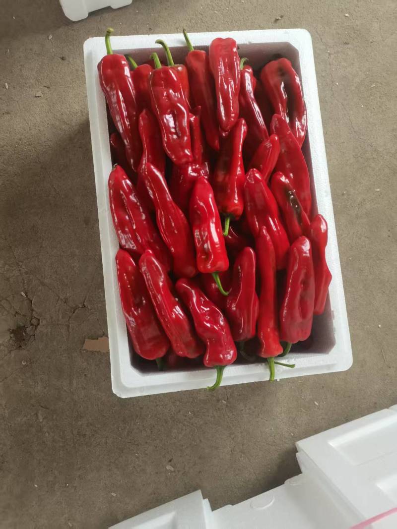红泡辣椒红泡椒花红辣椒规格齐全品质保证