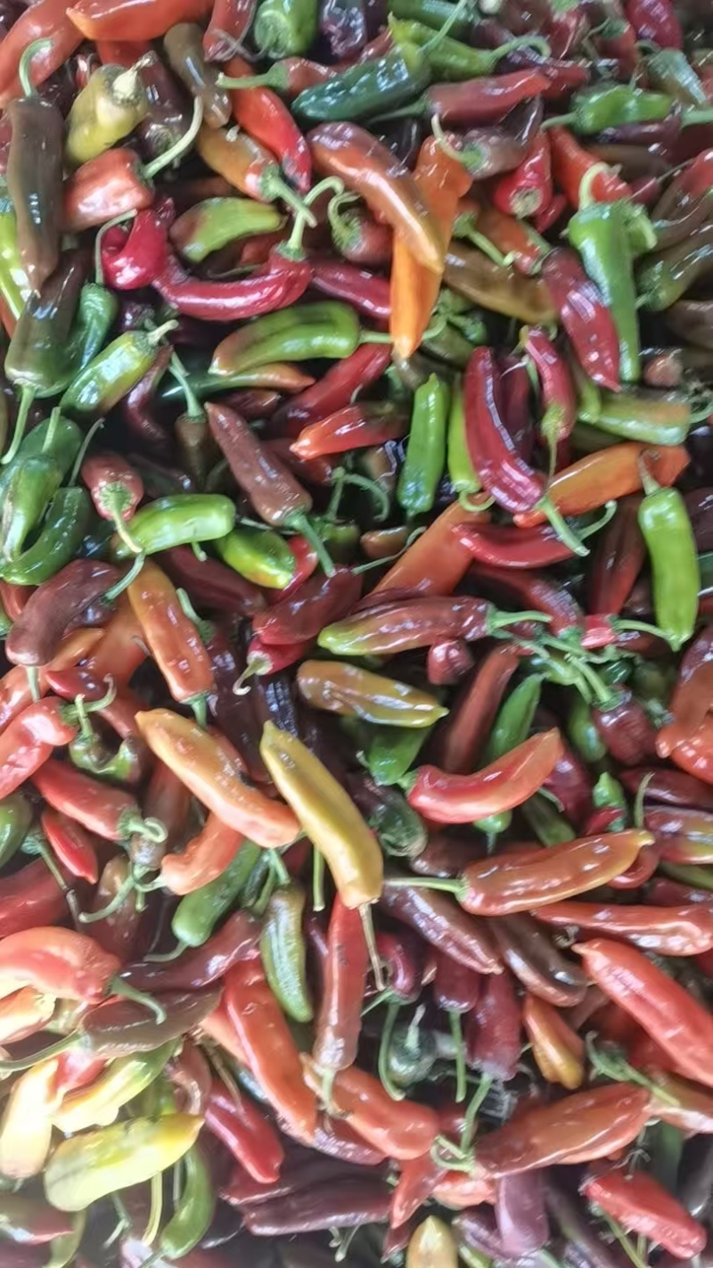 红泡辣椒红泡椒花红辣椒规格齐全品质保证