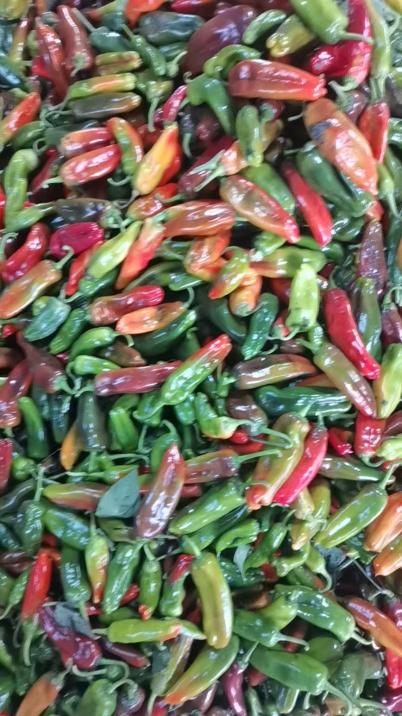 红泡辣椒红泡椒花红辣椒规格齐全品质保证