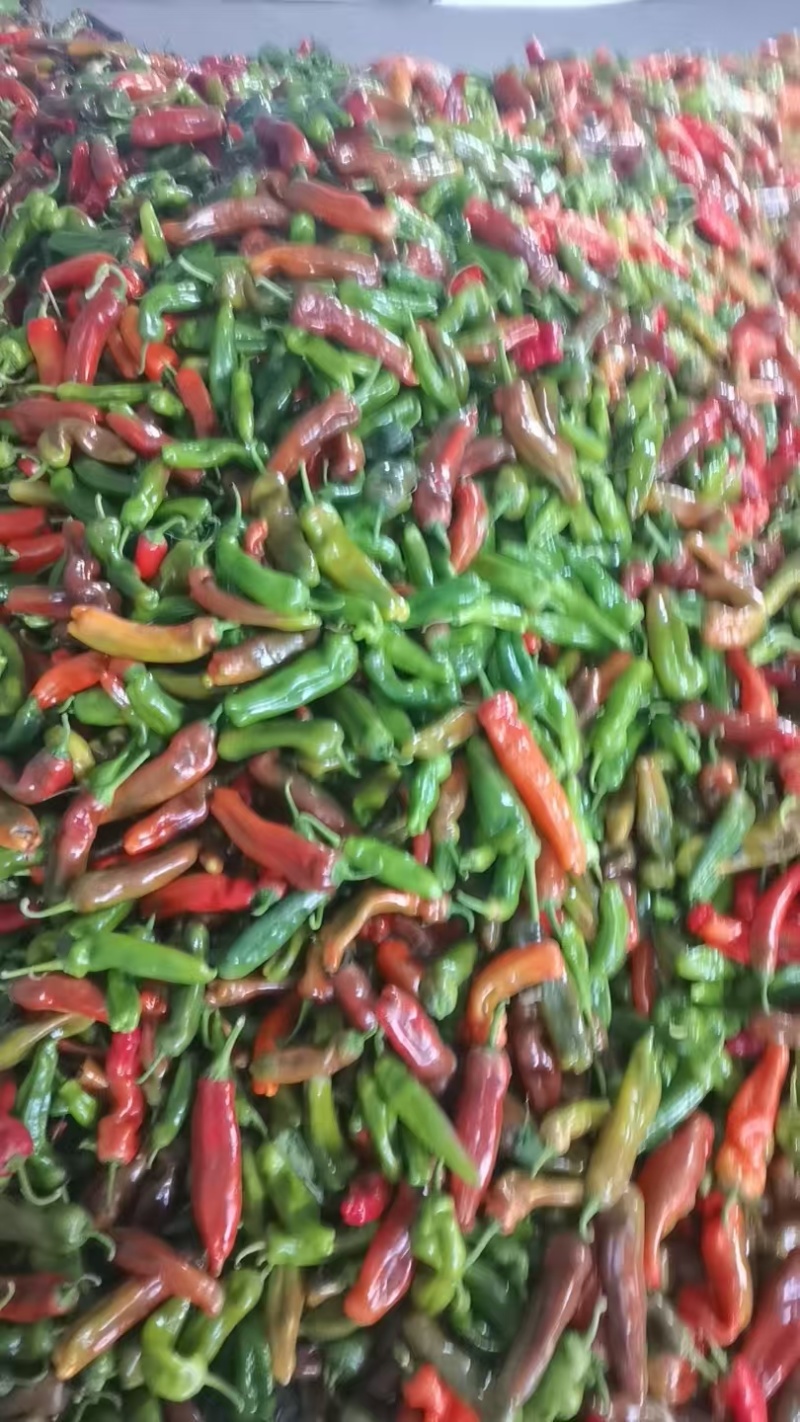 红泡辣椒红泡椒花红辣椒规格齐全品质保证