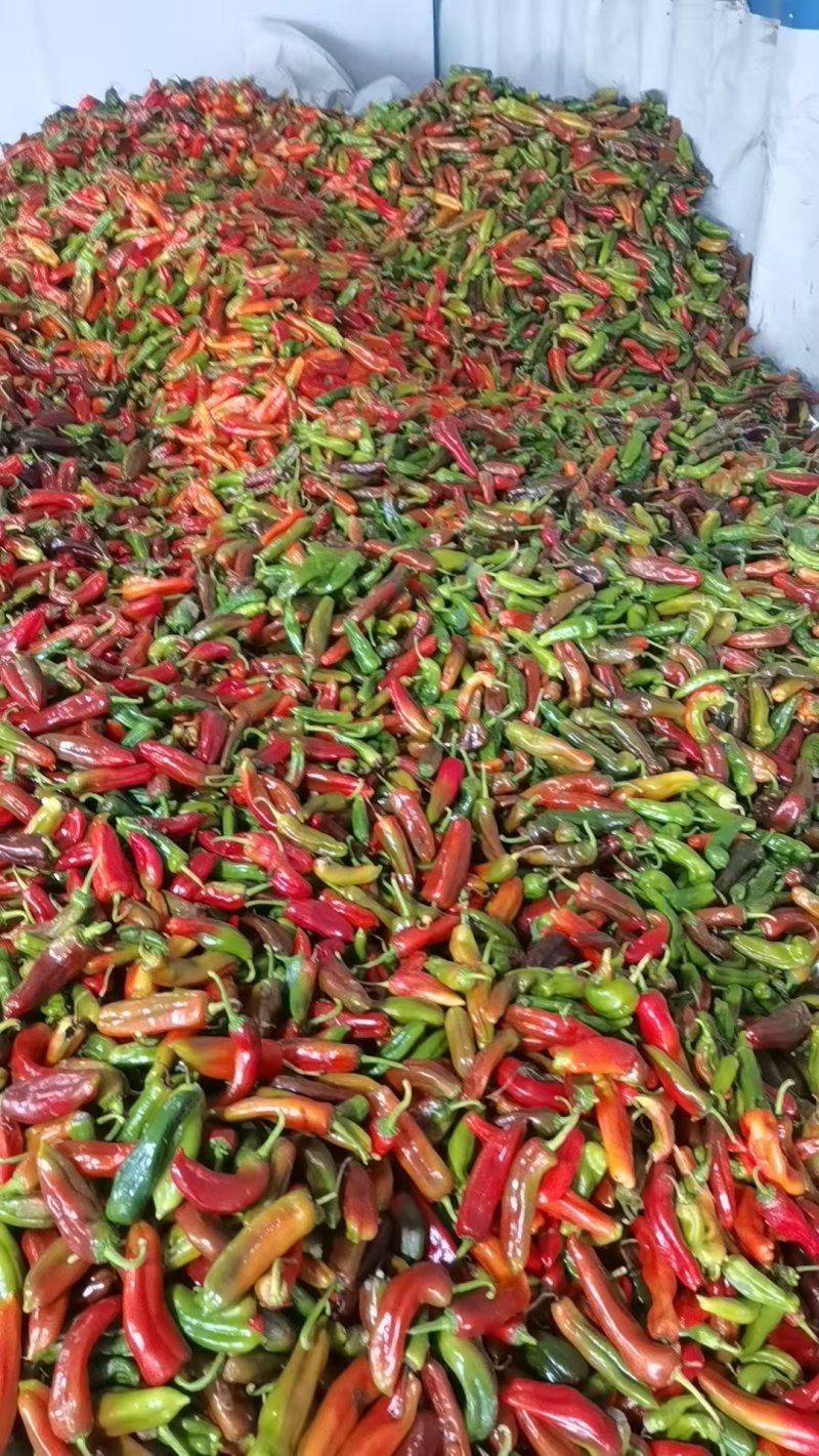 红泡辣椒红泡椒花红辣椒规格齐全品质保证