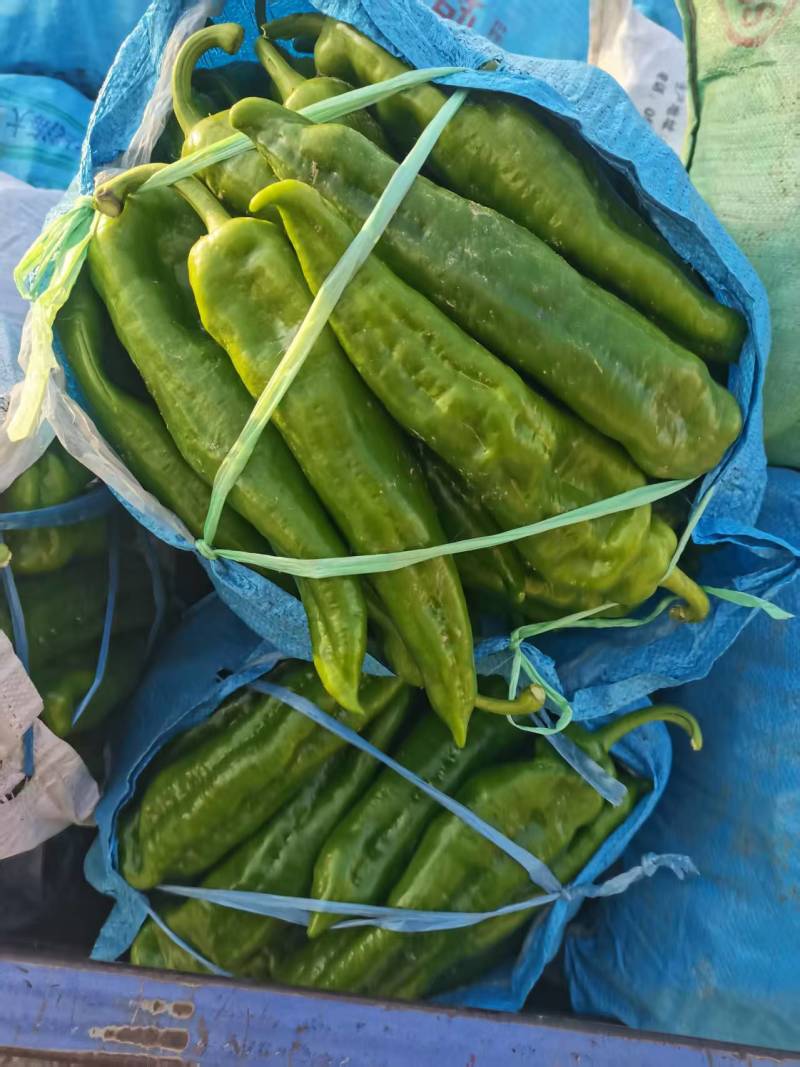 301辣椒青辣椒价格合理对接批发档口量大发货