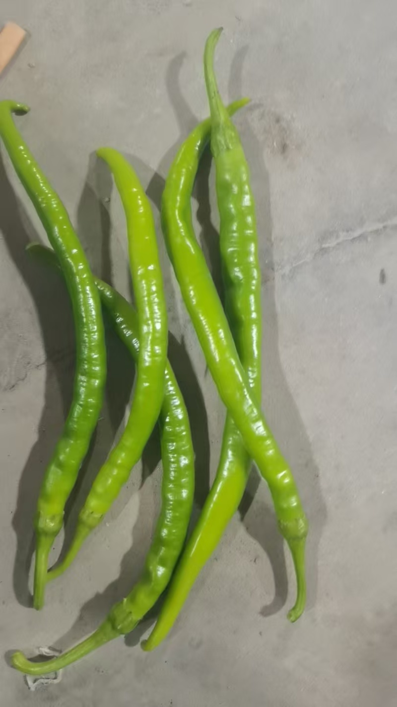 青线椒老板好客运费自理欢迎进店对接全国