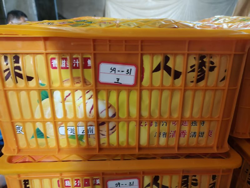 云南新鲜人参果现采现发新鲜度高对接电商支持一件代发