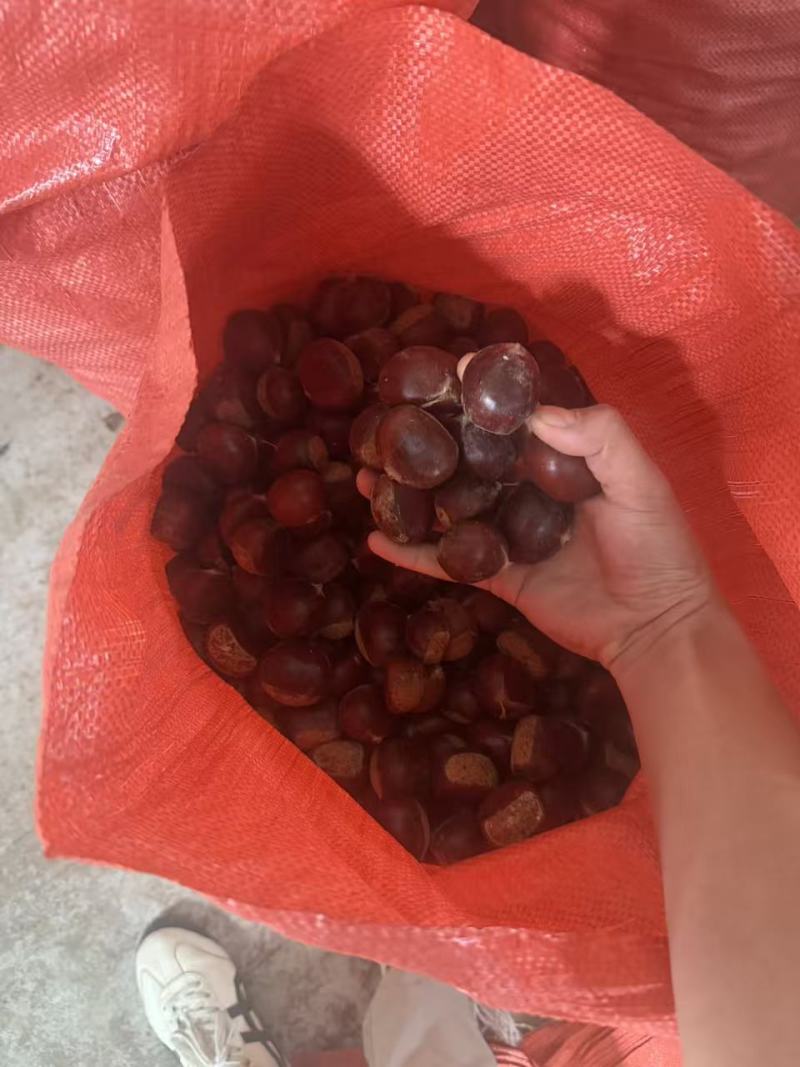 板栗栗子产地直供品质保障口感香甜量大优惠