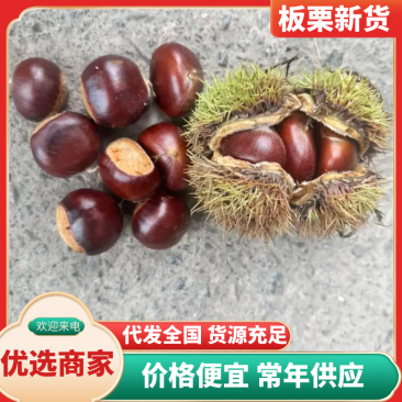 板栗栗子产地直供品质保障口感香甜量大优惠