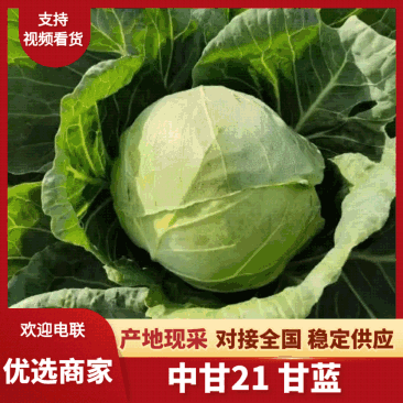 精品甘蓝中甘21基地直发量大从优品质保证对接各大商超