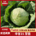 精品甘蓝中甘21基地直发量大从优品质保证对接各大商超