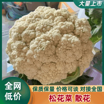 松花菜散花现挖现发品质保证货源充足支持全国发货价格美丽