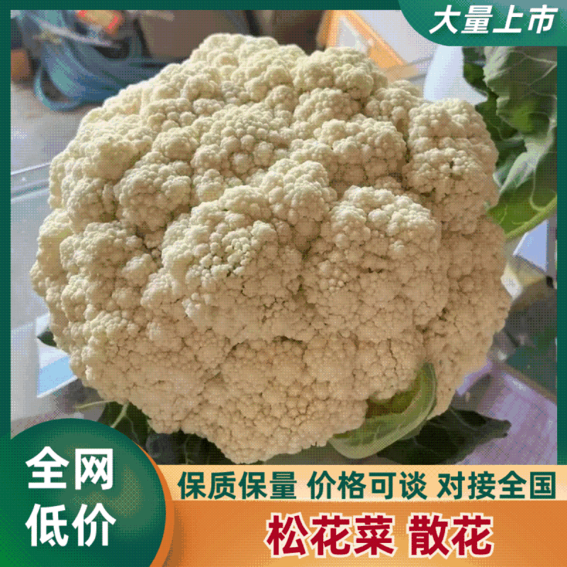 松花菜散花现挖现发品质保证货源充足支持全国发货价格美丽