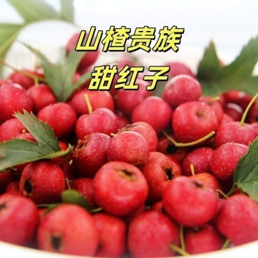 山东山楂甜红子山楂大量现货，规格齐全，量大从优，视频看货