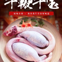 农家新鲜牛鞭现杀速冻黄牛鞭牛宝牛蛋整套包邮