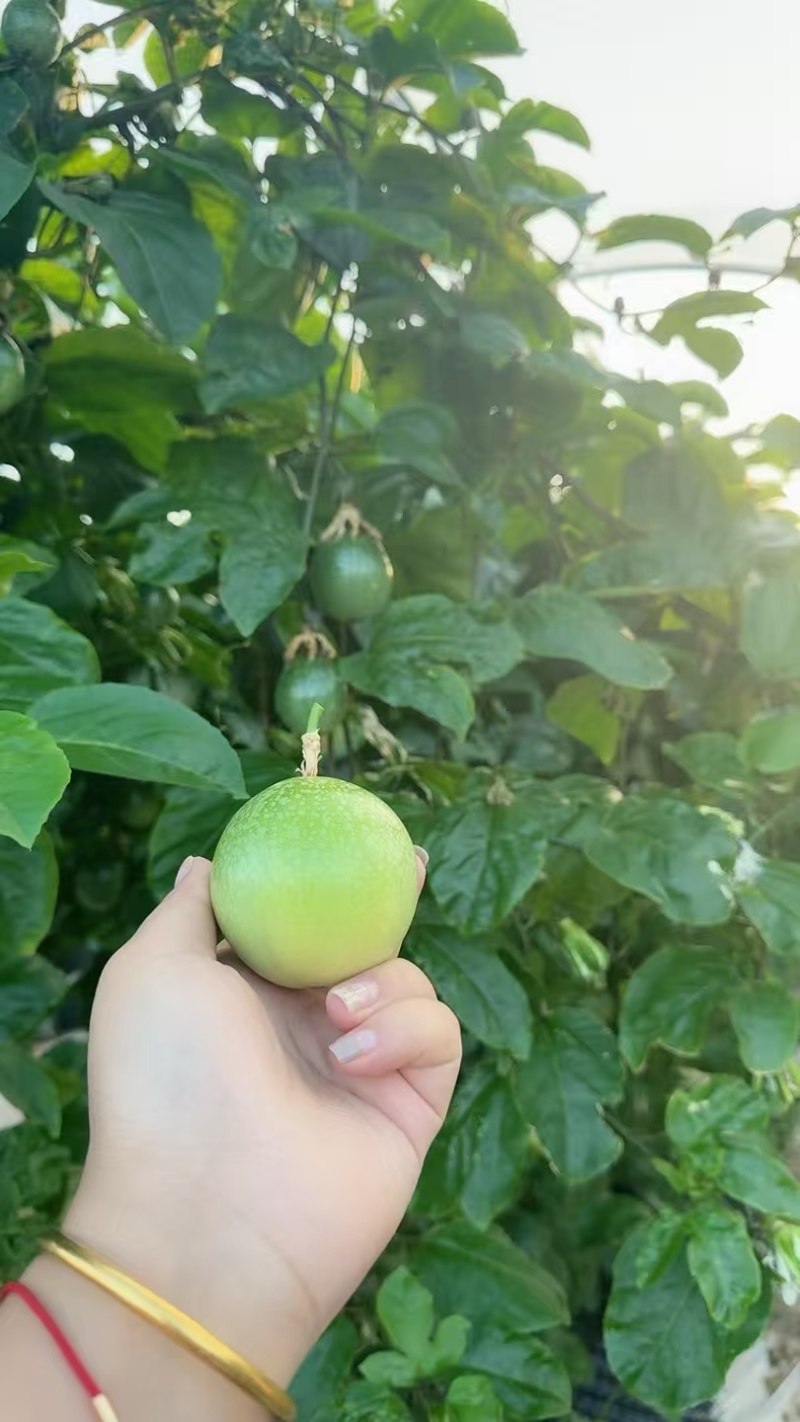 海南本地精品百香果/钦蜜9号/可视频看货/量大价优/欢迎咨询
