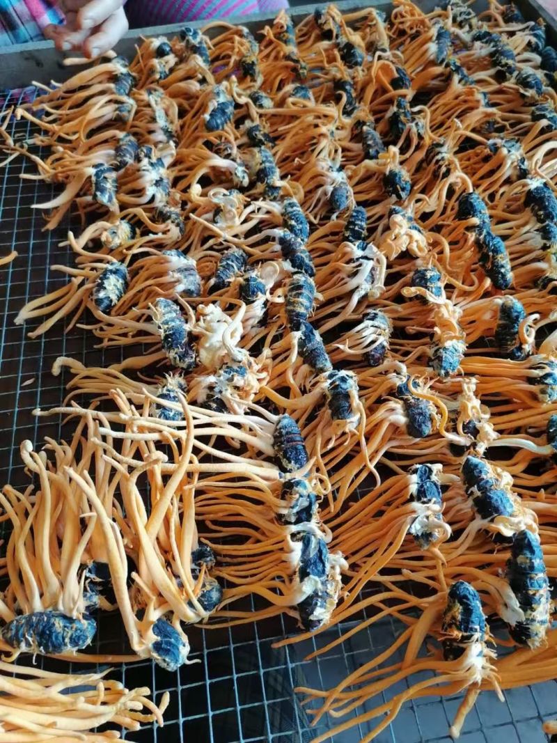产地虫草干货无硫基地直供精品药材可视频看货