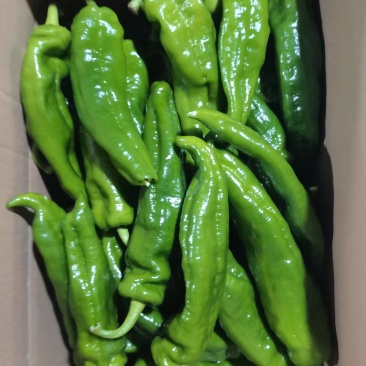 301辣椒青辣椒价格合理对接批发档口量大发货