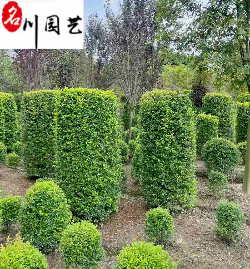 出售精品金禾女贞造型金禾女贞柱金禾女贞锥形一手货源