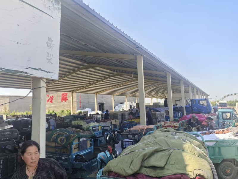 河北馆陶县晚秋黄梨基地直供质量保证量大优惠全国发货